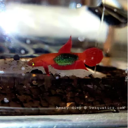 Betta Brownorum