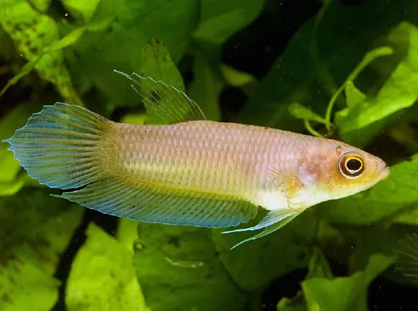Betta Hipposideros