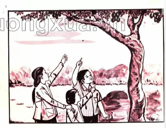 Vần ăc, âc, ôc, ưc (trang 125)