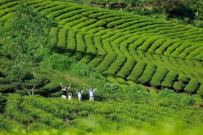 Đồi Chè Cầu Đất