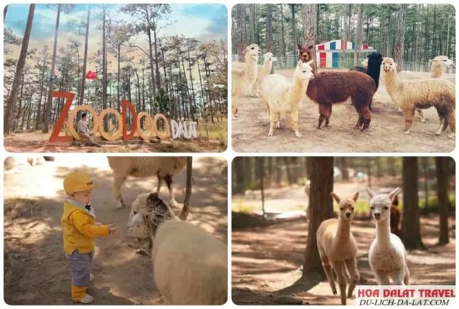 Sở thú Zoodoo