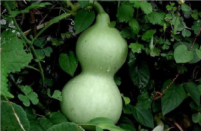 Dưa Calabash