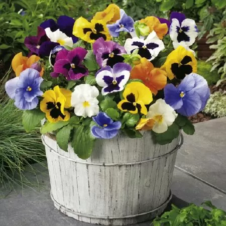 Bảo Bình: Hoa Pansy