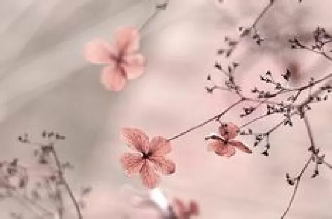 Bài phân tích số 8