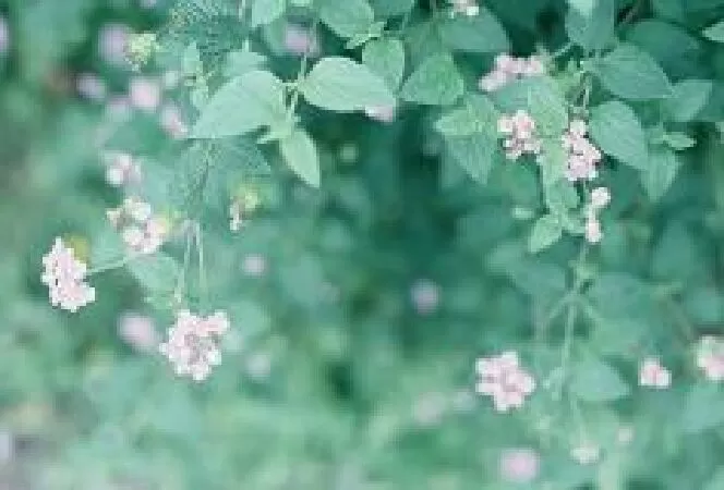Bài mẫu 6