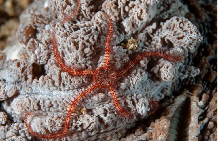Brittle Starfish - sao biển giòn