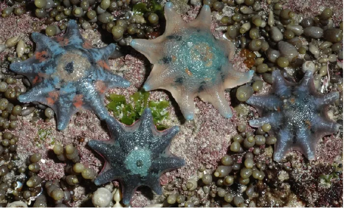 Carpet Sea Star