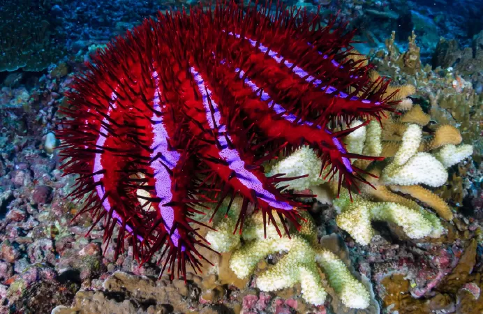 Crown of Thorns Starfish - sao biển vương miện gai