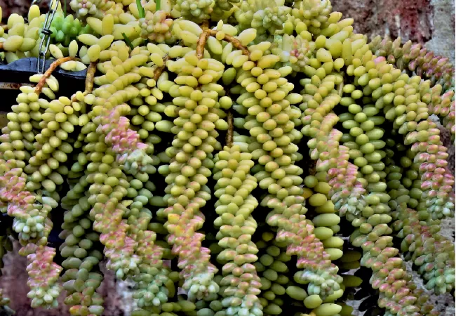 Chuỗi ngọc (Sedum Morganianum)