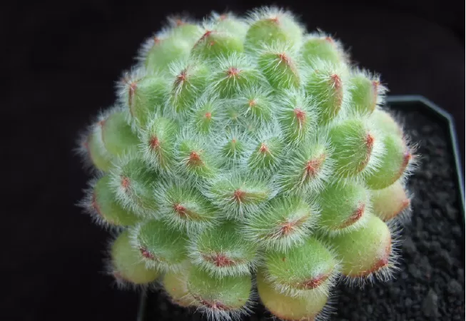 Pháo Mexico (Echeveria Setosa)