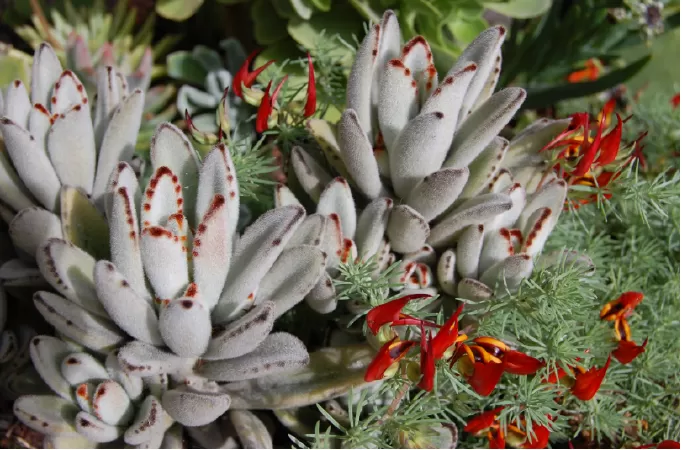 Panda plant - Cây gấu trúc (Kalanchoe Tomentosa)