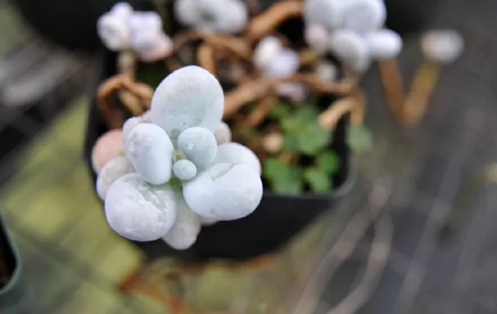 Thực vật Moonstones - đá mặt trăng (Pachyphytum Oviferum)