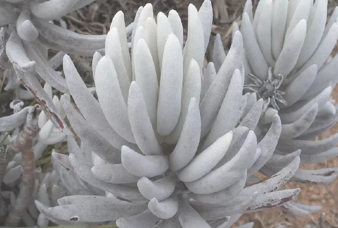 Cocoon Plant (Senecio Haworthii)