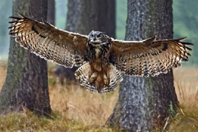 Eurasian Eagle Owl - Cú đại bàng Á-Âu