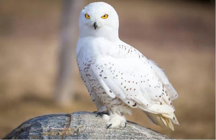 Snowy Owl - cú tuyết