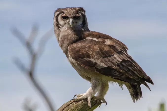 Verreaux's Eagle Owl - cú đại bàng Verreaux