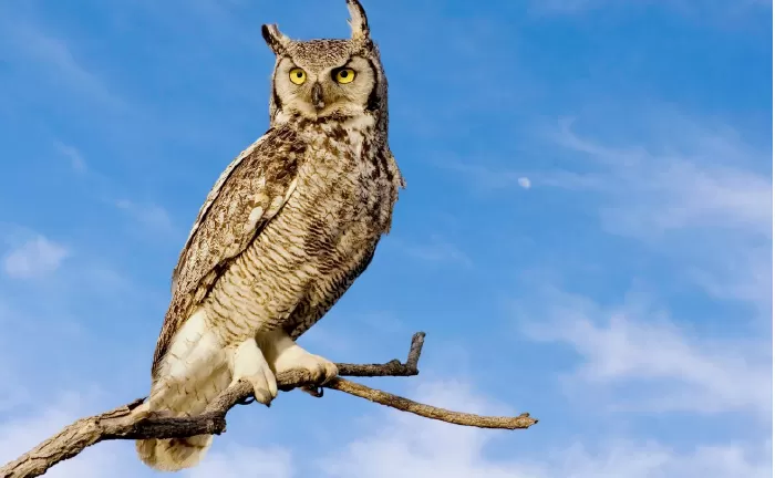 Great Horned Owl - Cú sừng