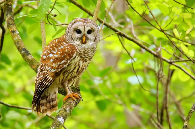 Barred Owl - cú vằn