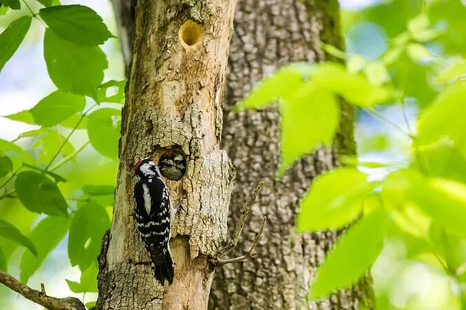 Top 10 loại chim gõ kiến đẹp nhất trên thế giới
