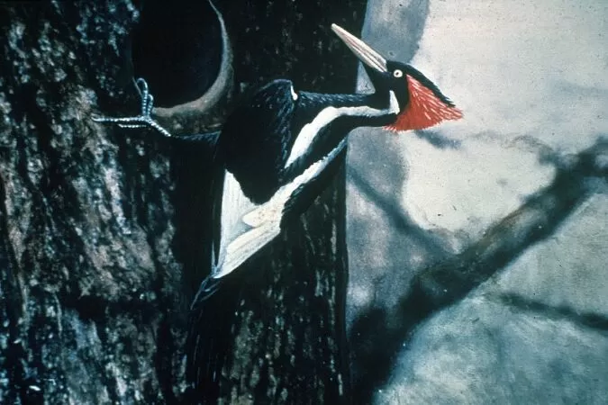 Chim gõ kiến mỏ ngà Ivory-billed