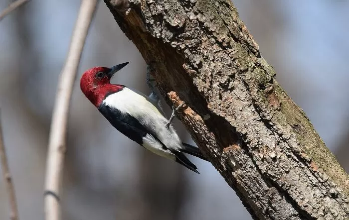 Chim gõ kiến đầu đỏ Red-headed