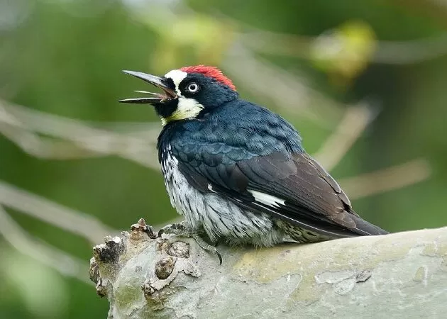 Chim gõ kiến Acorn