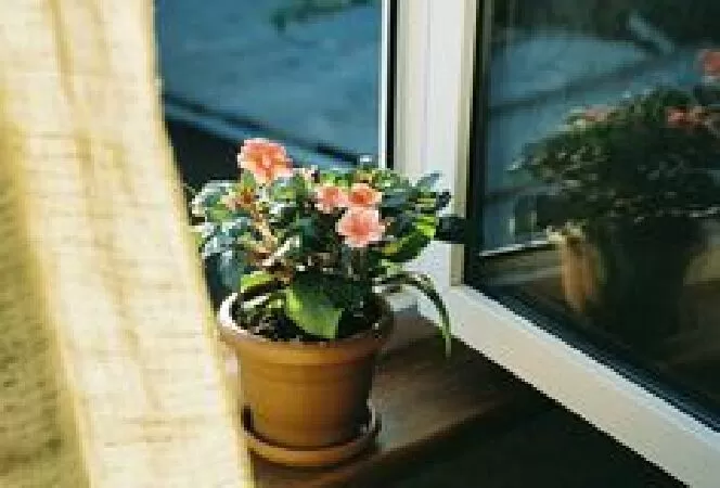 Bài phân tích số 4