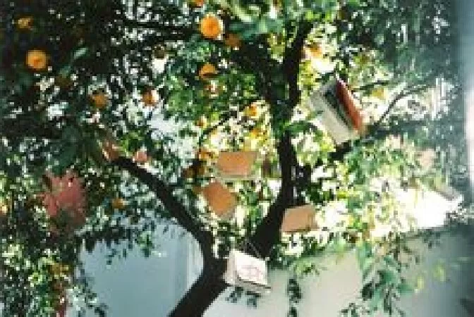 Bài phân tích số 5
