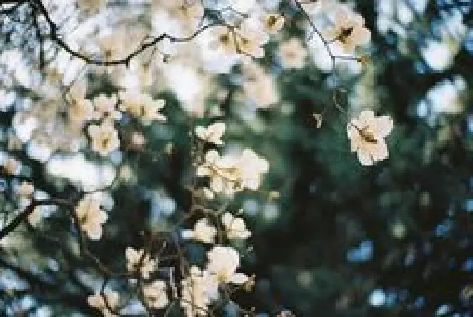 Bài phân tích số 9