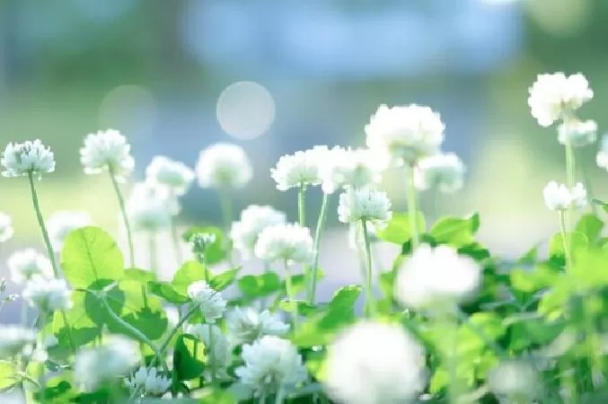 Dàn ý phân tích chi tiết