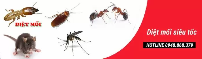 Công Ty TNHH Trừ Chuột Và Côn Trùng Miền Nam