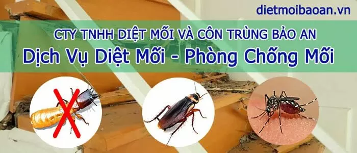 Công Ty CP Trừ Mối Côn Trùng Bảo An