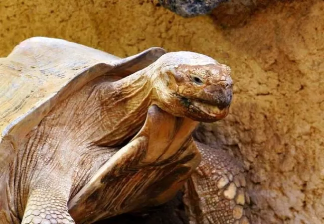 Rùa khổng lồ Aldabra