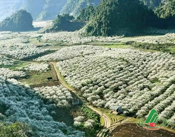 Mộc Châu tiết xuân - Axeng