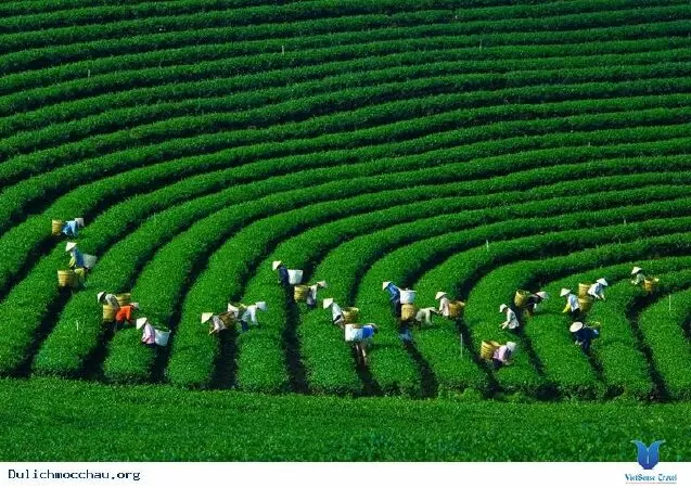 Về Mộc Châu đi em - Trang Hà