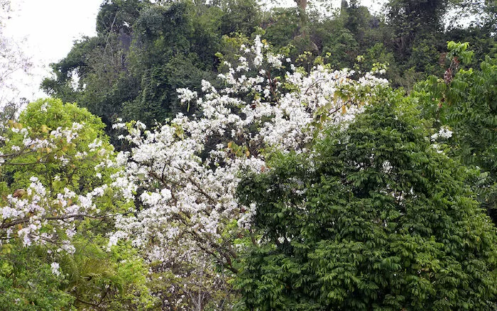 Cây ban trên rừng - Lò Xuân Thương