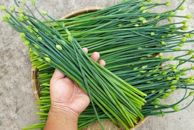 Để hạn chế tình trạng sốt khi mọc răng ở trẻ thì nên sử dụng lá hẹ xanh