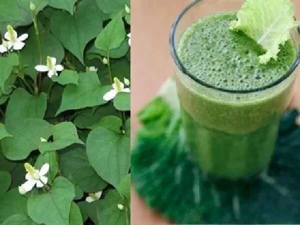 Trị sốt cho bé bằng rau diếp cá