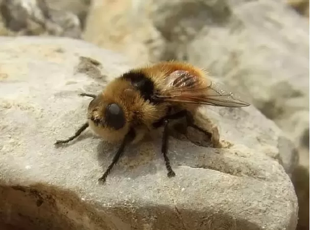 Botfly - ruồi trâu ký sinh