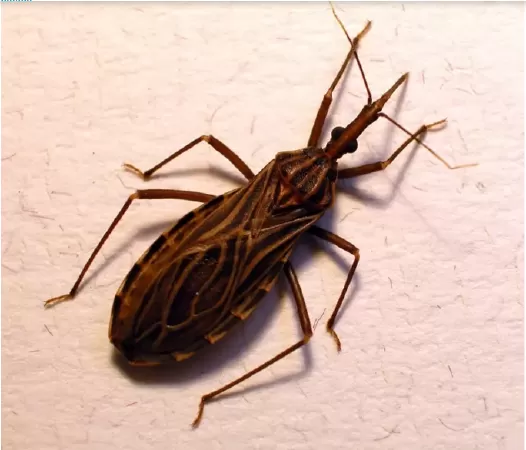 Bọ xít Kissing Bug (Rệp môi)