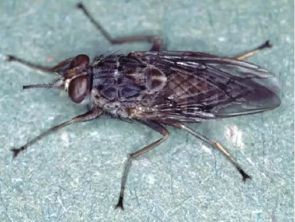 Ruồi Tsetse