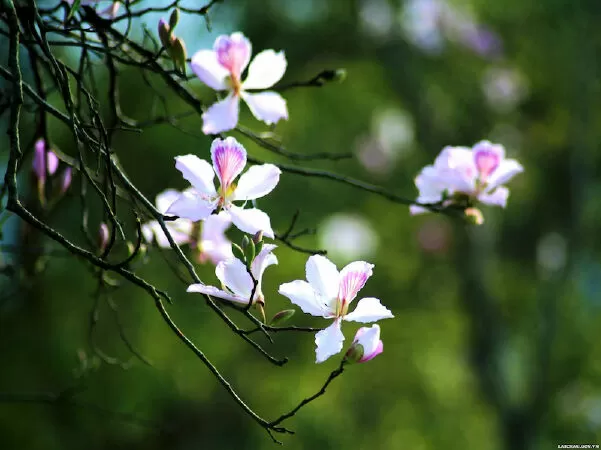 Tâm tình Lai Châu - Vũ Nhang