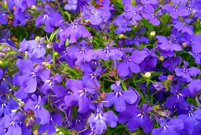Lobelia
