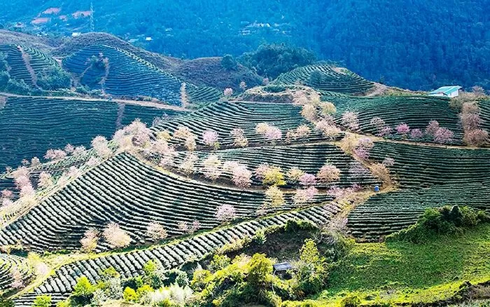 Về Lào Cai anh nhé! - Đỗ Thị Việt Phương