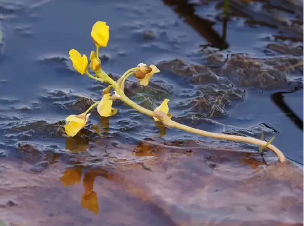 Bladderwort