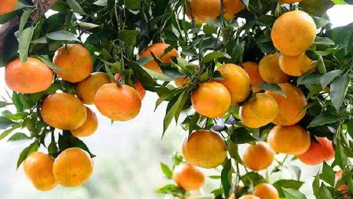 Mời anh về Yên Bái quê em - Phạm Thiên An