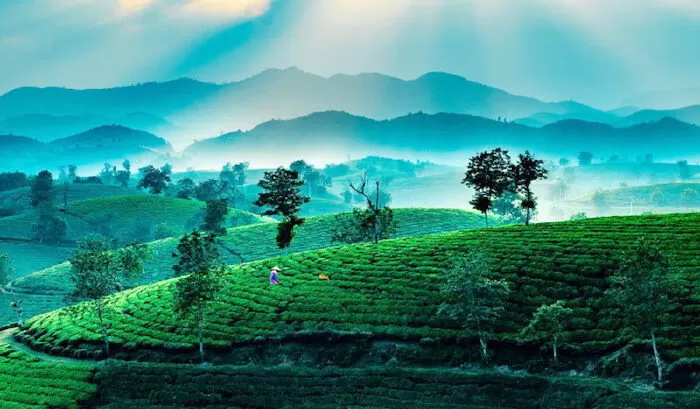 Quê em Phú Thọ - Cẩm Chi Châu