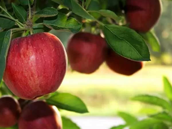 Trái cây Nhập khẩu Eco Fruit