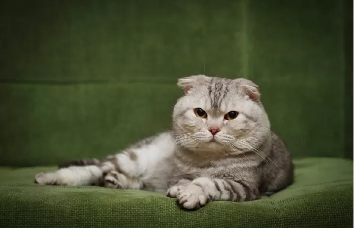 Mèo Scottish Fold