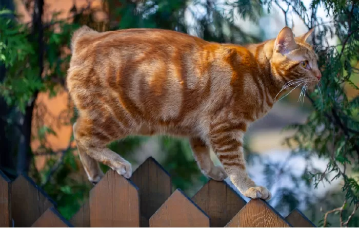 Mèo American Bobtail